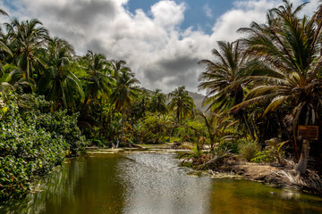 Fototapeta na wymiar Mit Palmen gesäumter Fluss. Exotisch tropischer karibischer Palmen Wald an einem Flussdelta