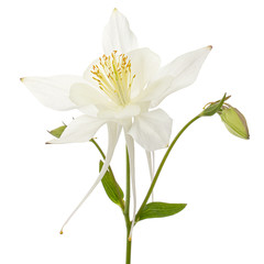 Naklejka na ściany i meble White flower of aquilegia, blossom of catchment closeup, isolated on white background