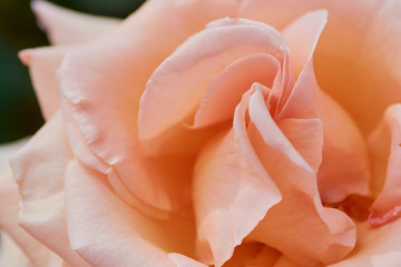 Fototapeta na wymiar macro picture of apricot colored rose with the name: over the moon