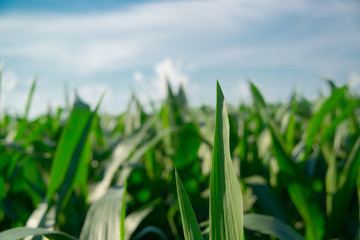 Corn field on a sunny day