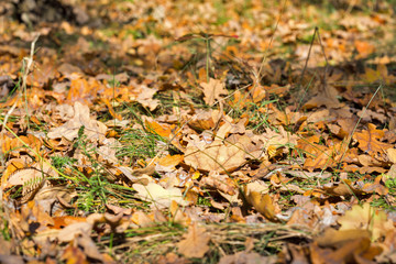 Colorful autumn leaves on forest floor