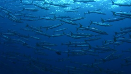 School of Chevron Barracuda, Sphyraena Putnamiae