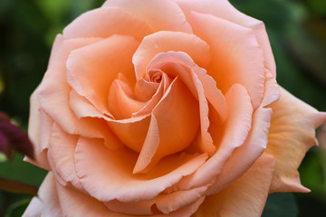 macro picture of apricot colored rose with the name: over the moon