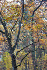 Old oak trees in the forest