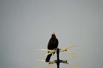 real wild bird songs and fitness exercises