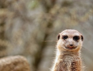 Fototapeta premium Meerkat with bokeh background