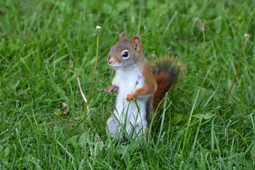 Disabled American Red Squirrel 