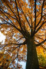 Fototapeta premium Lonely yellow tree, the tree is covered with yellow foliage. Large autumn tree. Majestic light. Natural composition. Autumn is coming
