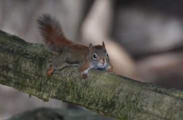 Resting handicapped Red Squirrel