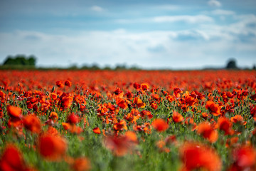 Field of Poppies on a Sunny Day - Landscape