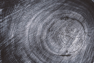 Close up cross section of tree trunk showing growth rings, texture