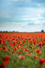 Fototapeta premium Field of Poppies on a Sunny Day - Portrait