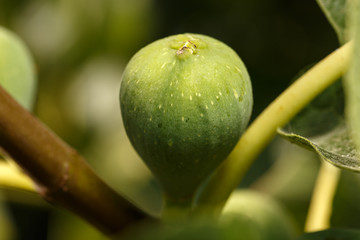 Close-up of green fig at tree. Detail of an unripe fig at a common fig tree branch. Summer fruits background