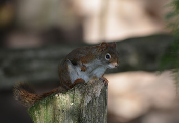 Red Squirrel on fence post