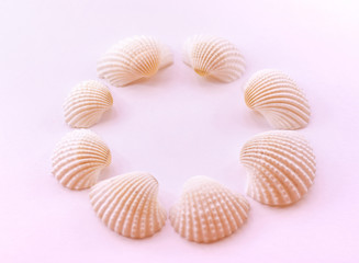 Seashells are laid out in a circle on a delicate pink background. Flat lay.