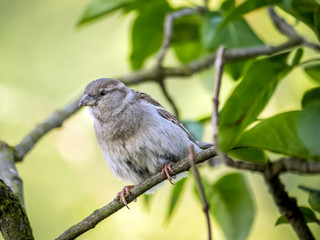 House sparrow perching