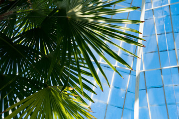 Fototapeta na wymiar Palm fronds in a conservatory