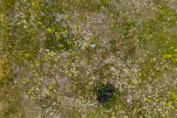 wild field, view from above