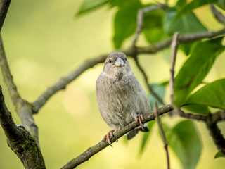 House sparrow perching