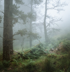 Obraz premium Foggy forest hike in Basque Country