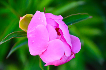 Pink Peony Flower. Perennial plant with large beautiful flowers. Close-up.