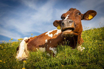 Wide angle low angle brawn cow with opened mouth