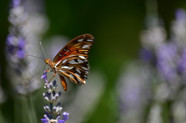 mariposa en lavandas
