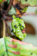 Aphids damage leaves parasite pest. Aphidoidea colony damages trees in the garden by eating leaves. Colony of black fly insects