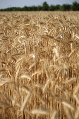 Wheat