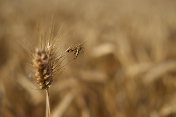 Primo piano di un insetto su una spiga di grano in un campo di cereali