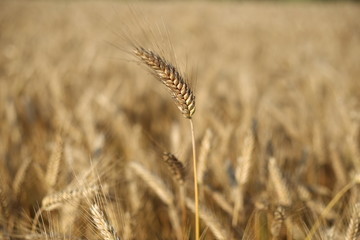 Campo cereali - agricoltura biologica
