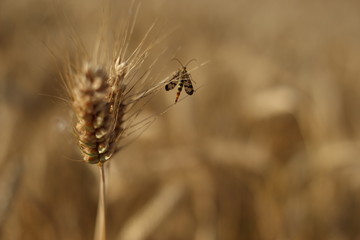 Insetto campo di grano in mezzo alla natura