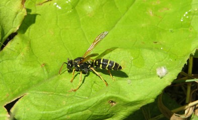 Wasp on green leaf in the garden, closeup 