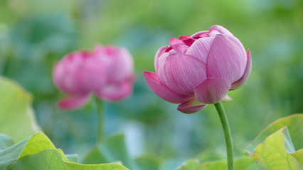 ハスの花　紅富士