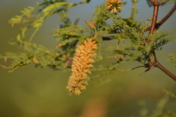 flor de calden