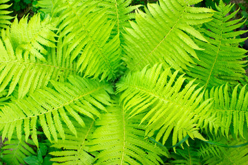 Beautiful fern leaves green foliage natural floral fern background in sunlight.