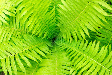 Beautyful ferns leaves green foliage natural floral fern background in sunlight. Green
