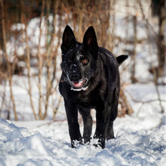 5 month old shepherd dog in the field