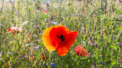 beautiful wild poppy blossom
