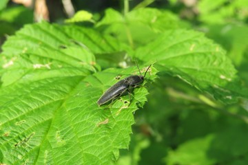 Agriotes lineatus beetle on green leaves in the garden, closeup