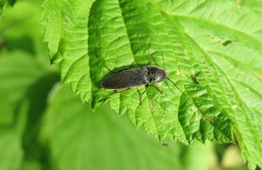 Black agriotes beetle on green leaf in the garden, closeup