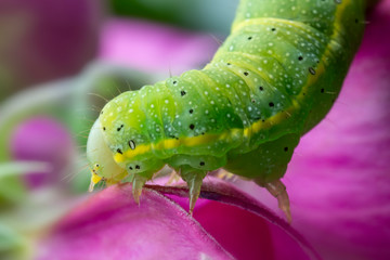 Caterpillar of Green veined White Butterfly macro photo