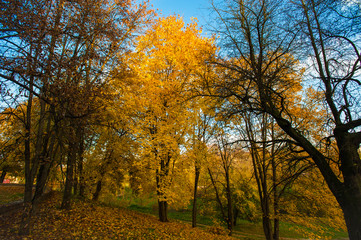 Fototapeta na wymiar Autumn landscape Beautiful golden autumn landscape in the park. The forest is blooming yellow