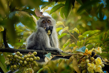 Long-tailed Macaque - Macaca fascicularis also known as crab-eating macaque, a cercopithecine primate native to Southeast Asia, is referred to as the cynomolgus monkey