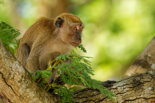 Long-tailed Macaque - Macaca fascicularis also known as crab-eating macaque, a cercopithecine primate native to Southeast Asia, is referred to as the cynomolgus monkey