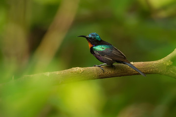 Copper-throated sunbird Leptocoma calcostetha colorful species of bird in the Nectariniidae family