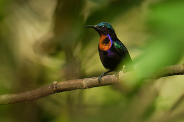 Copper-throated sunbird Leptocoma calcostetha colorful species of bird in the Nectariniidae family