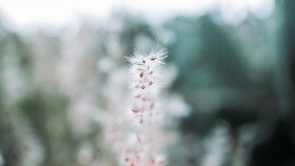 Lions tooth plant in nature