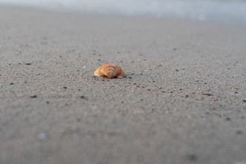 Einzelne Schale - Muschel im Sand am Strand