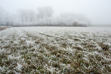 foret d'Orleans en hiver